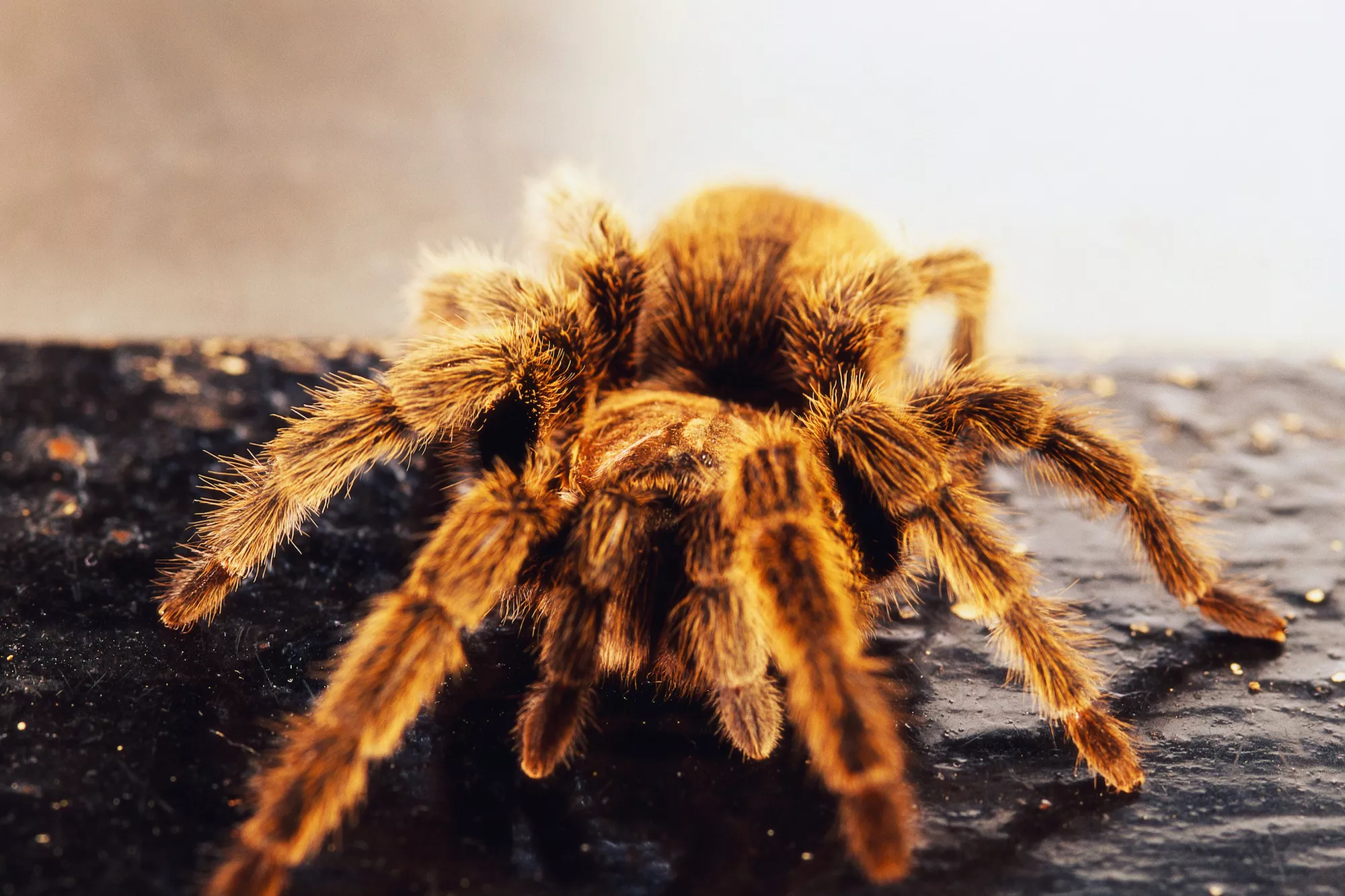 Chilean rose tarantula