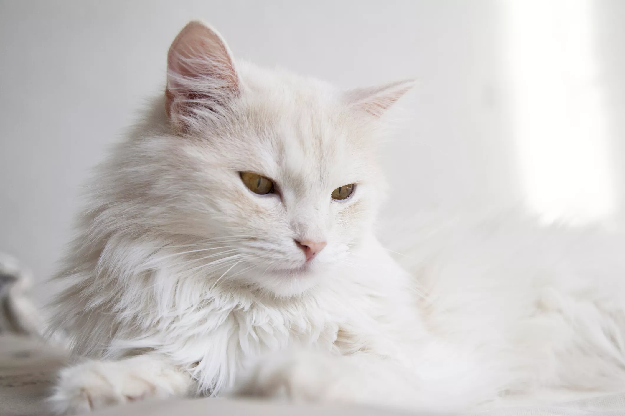 Angora cat