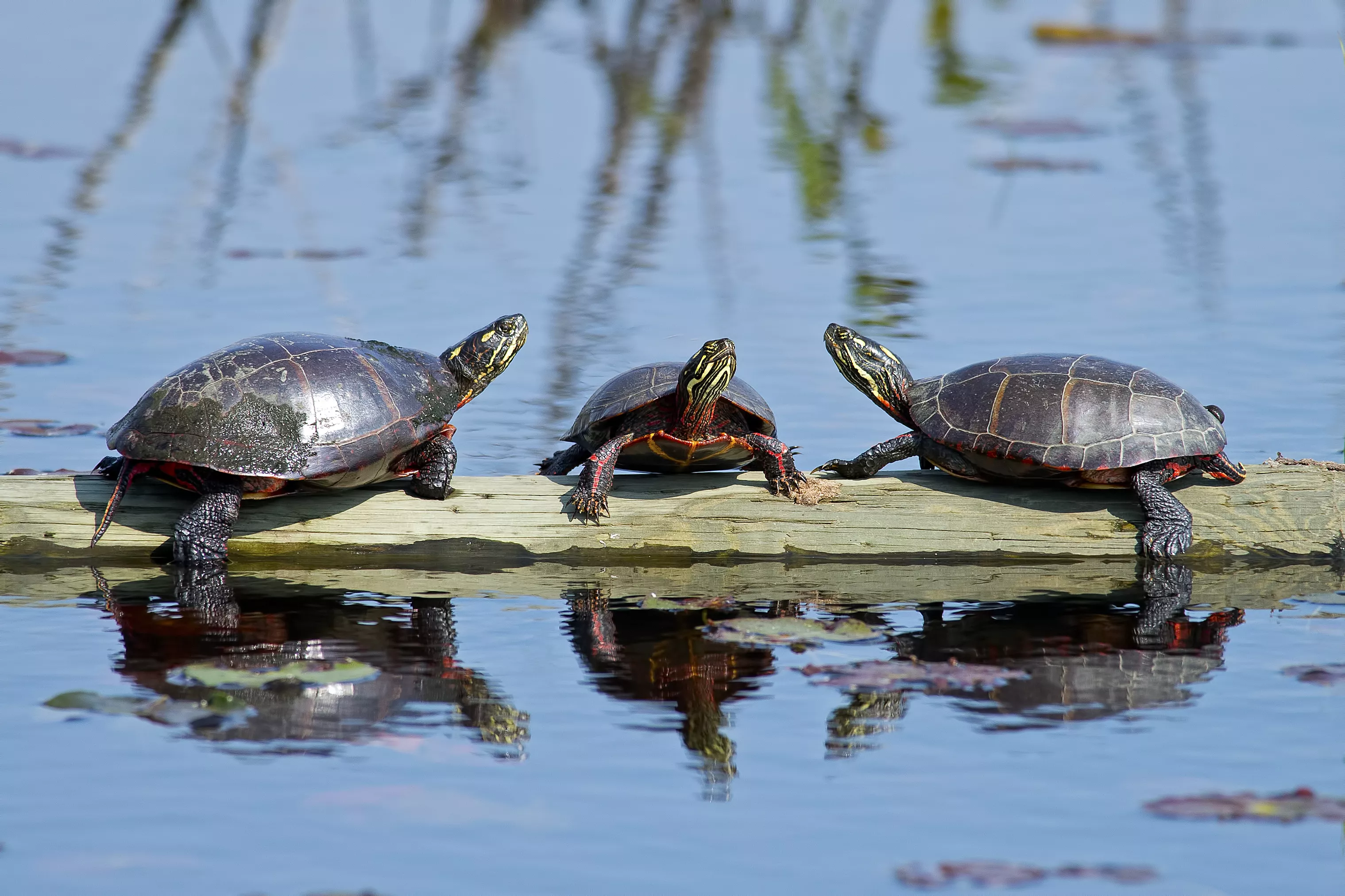 Painted turtles on a log in a pond