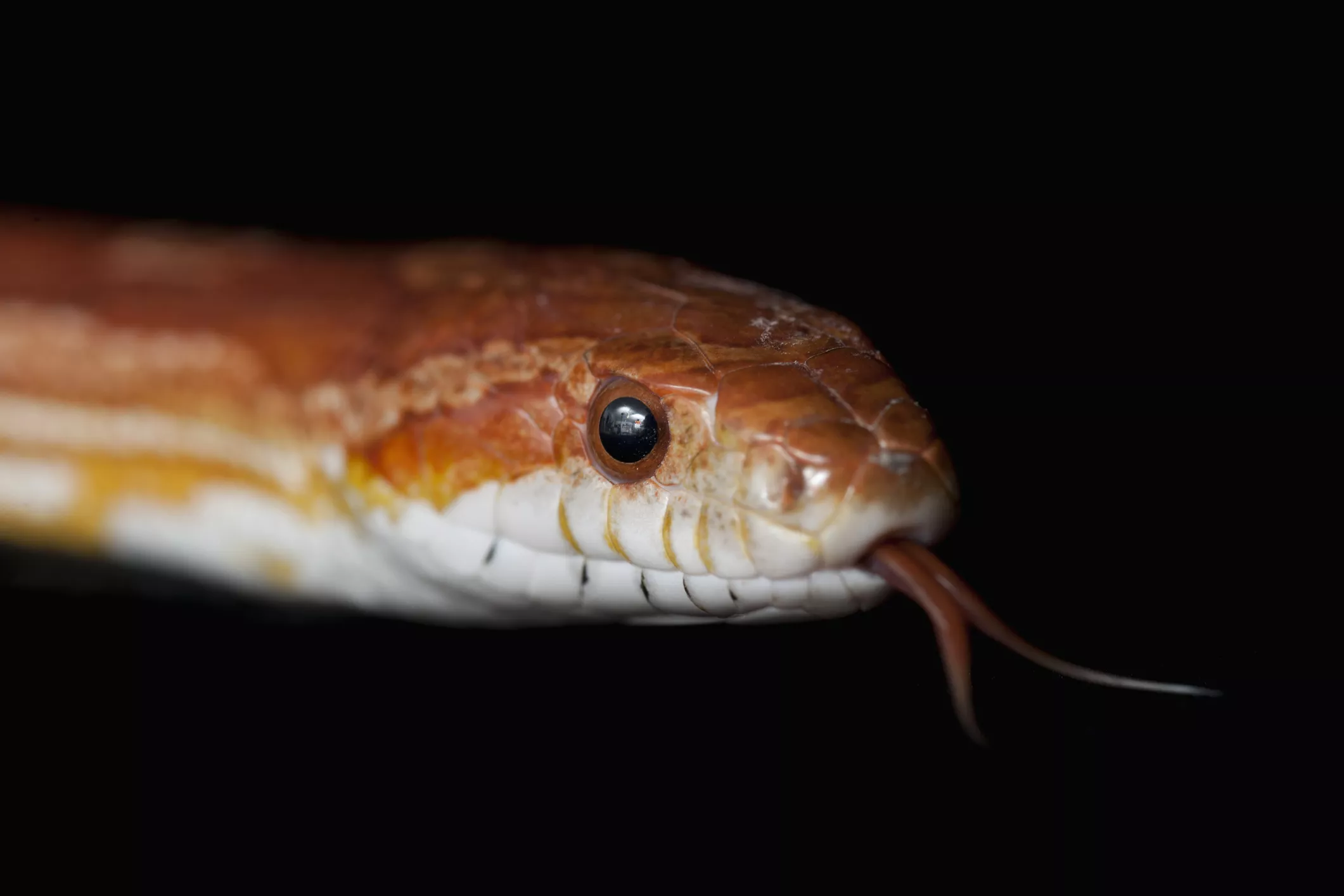 Corn snake up close