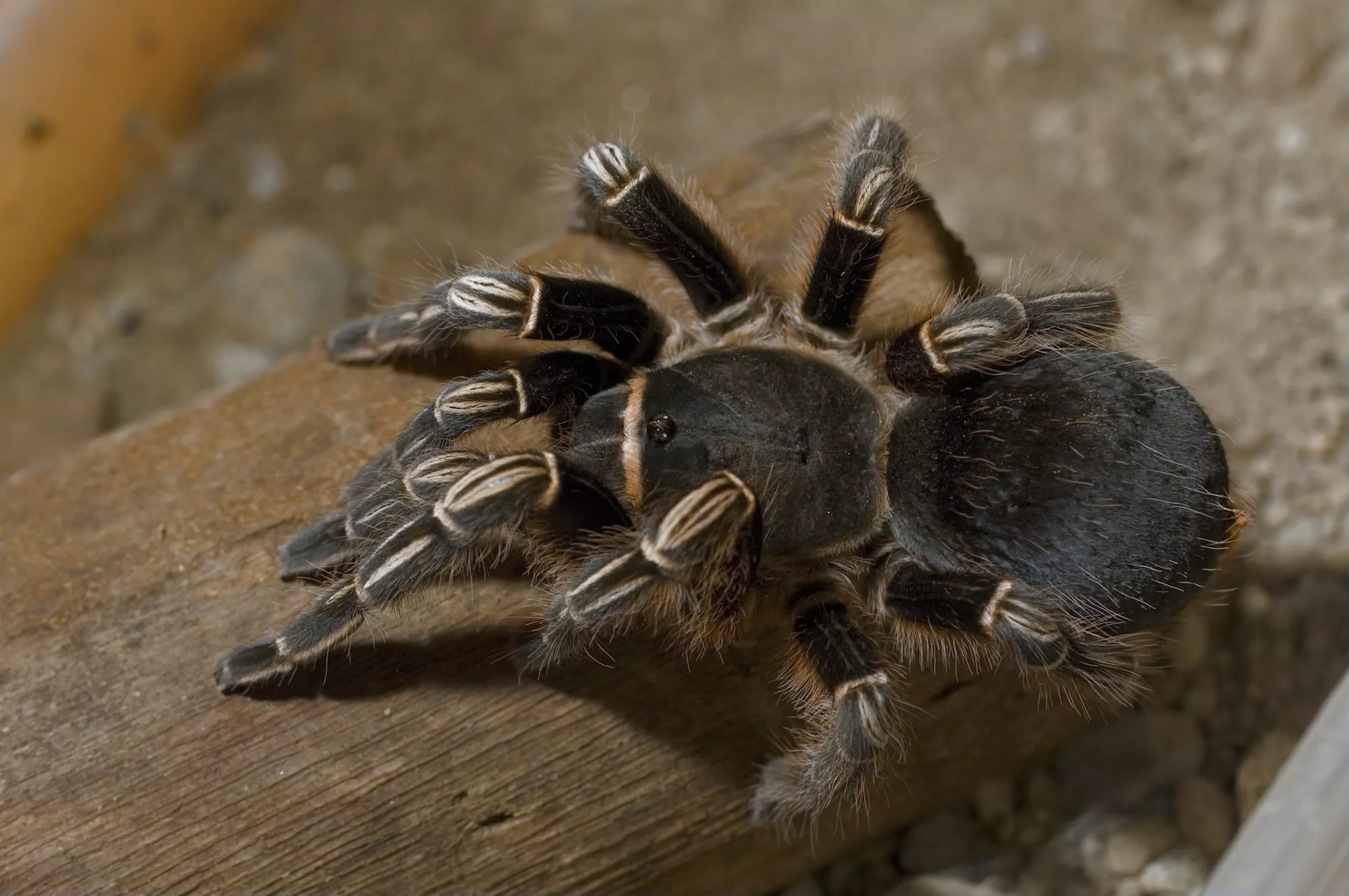 Costa Rican zebra tarantula on wood