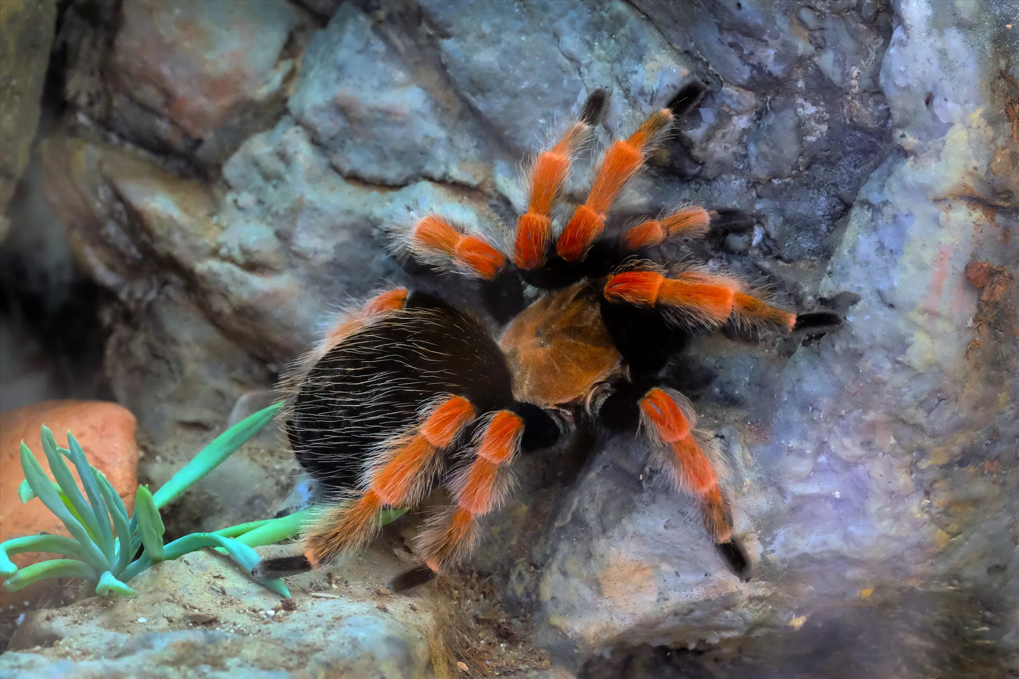 Mexican red-knee tarantula on a rock