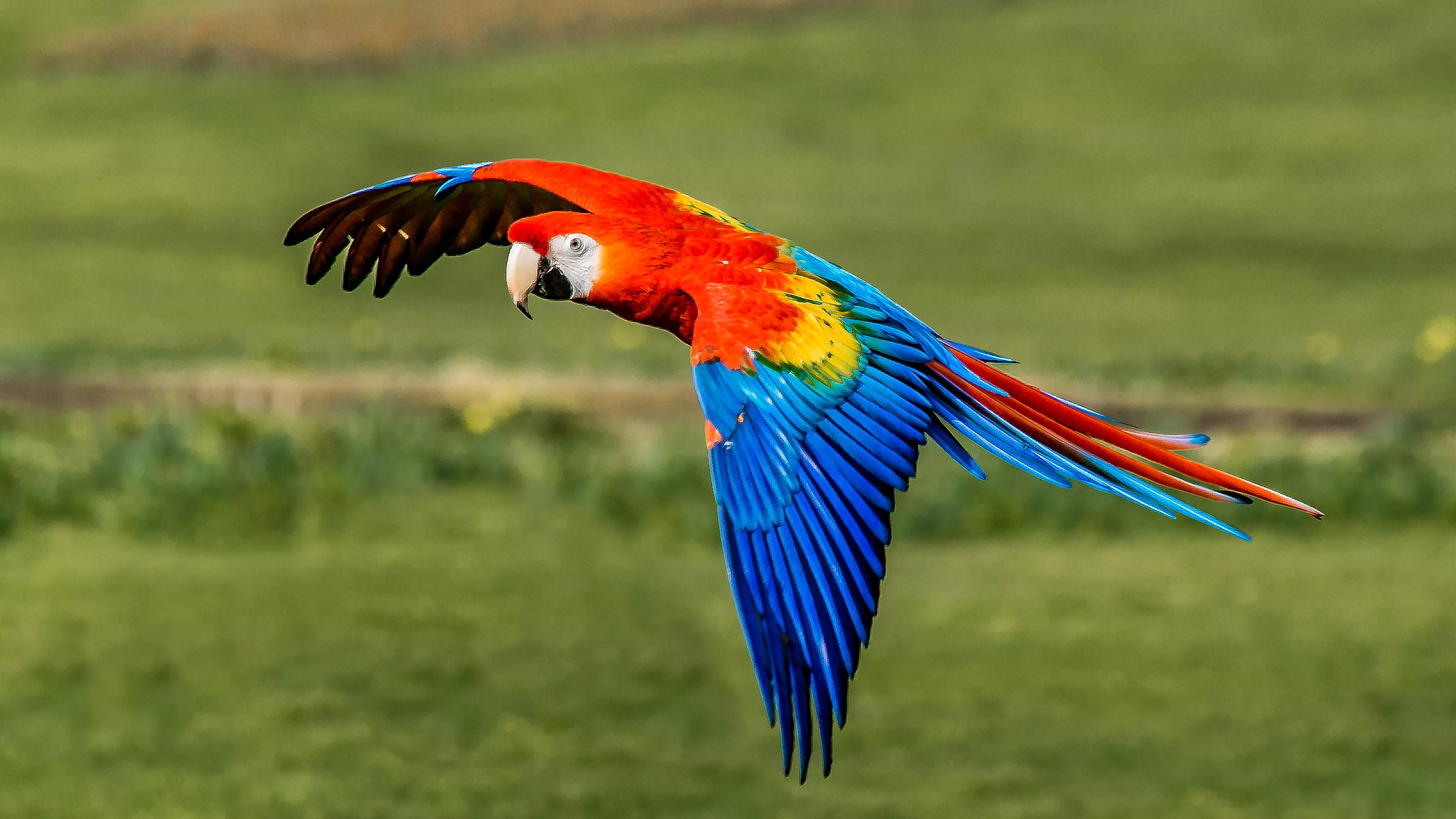 Scarlet Macaw flying over grassy area