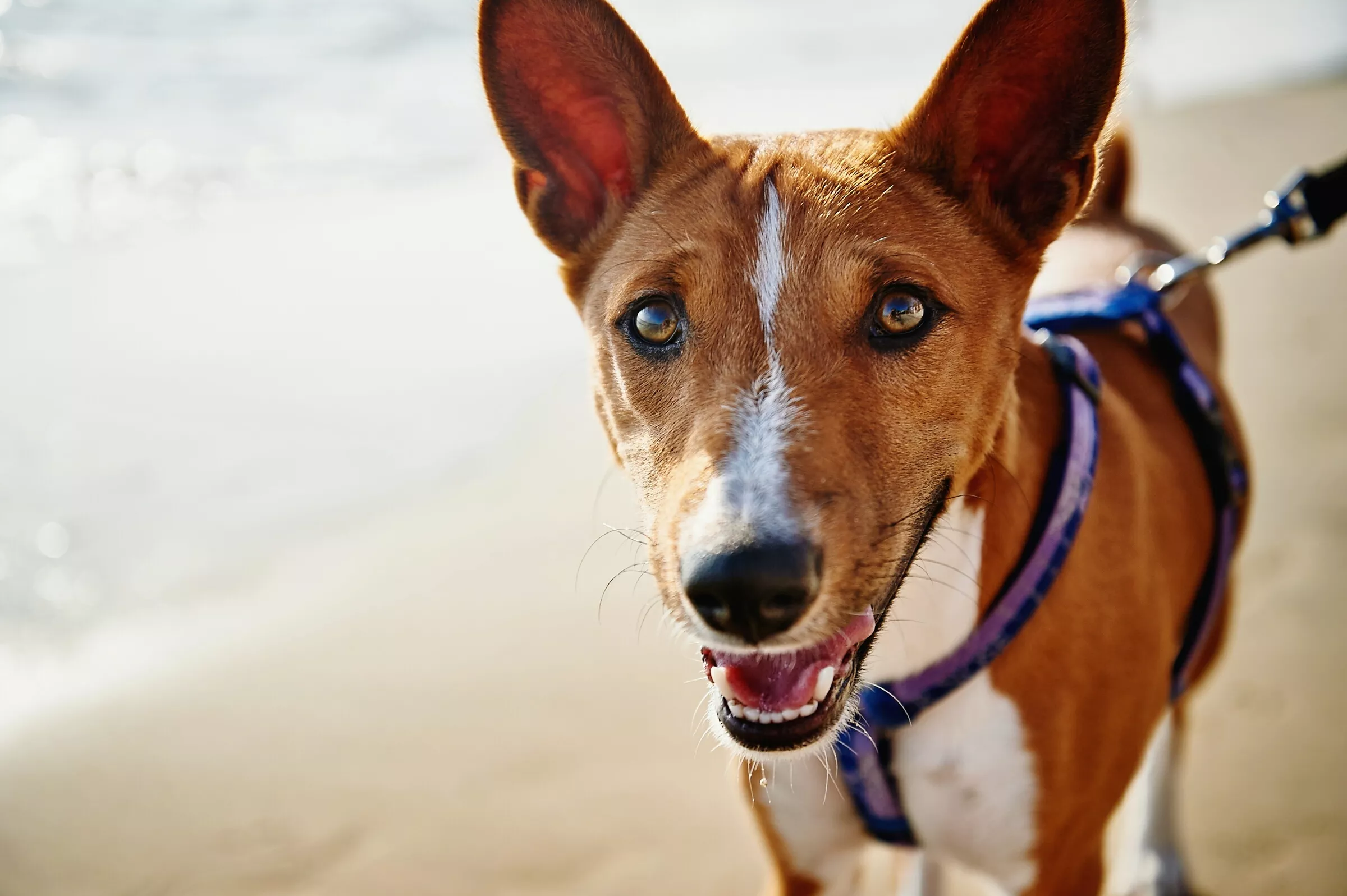 Basenji in purple harness and leash standing on beach.