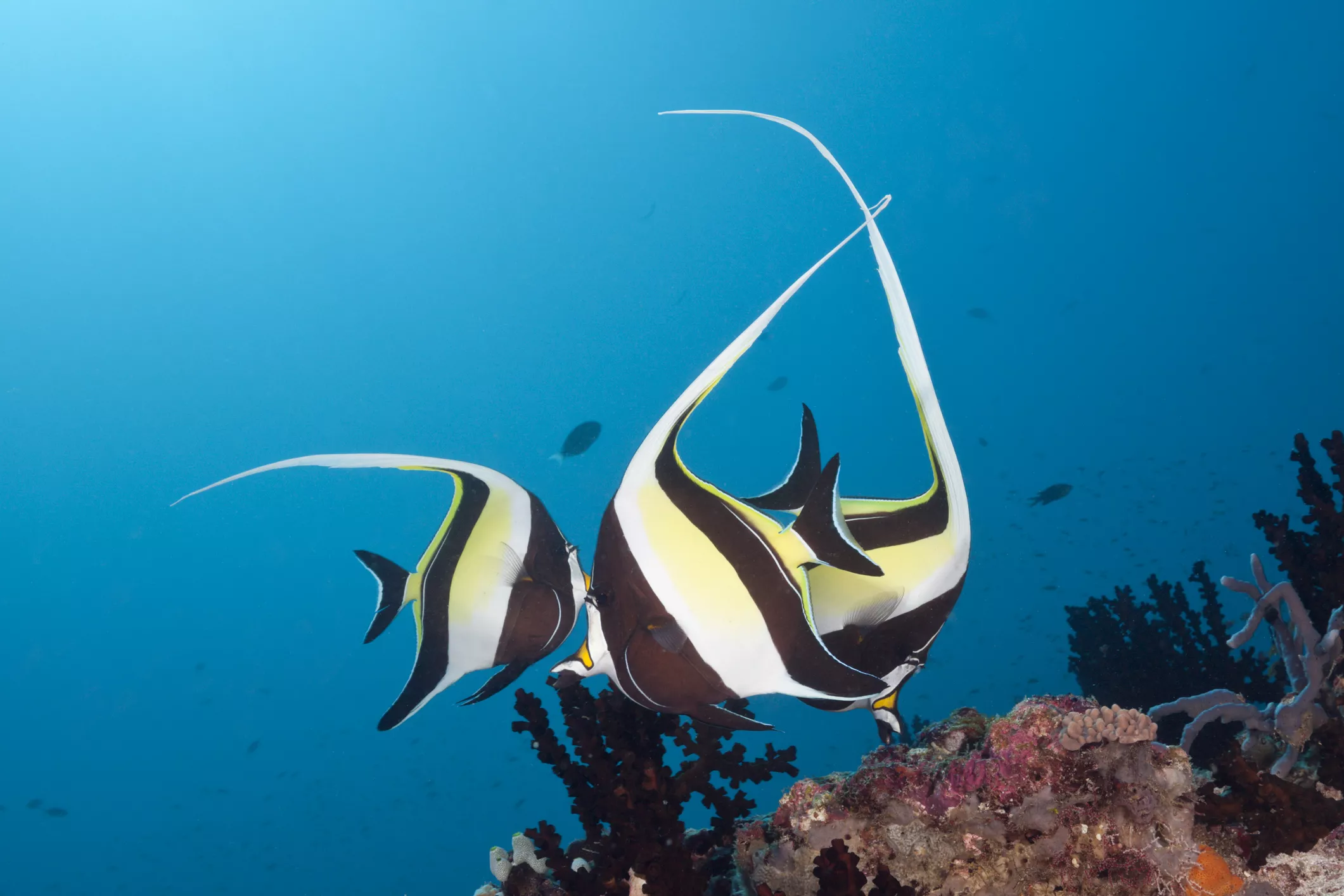 Moorish idol fish