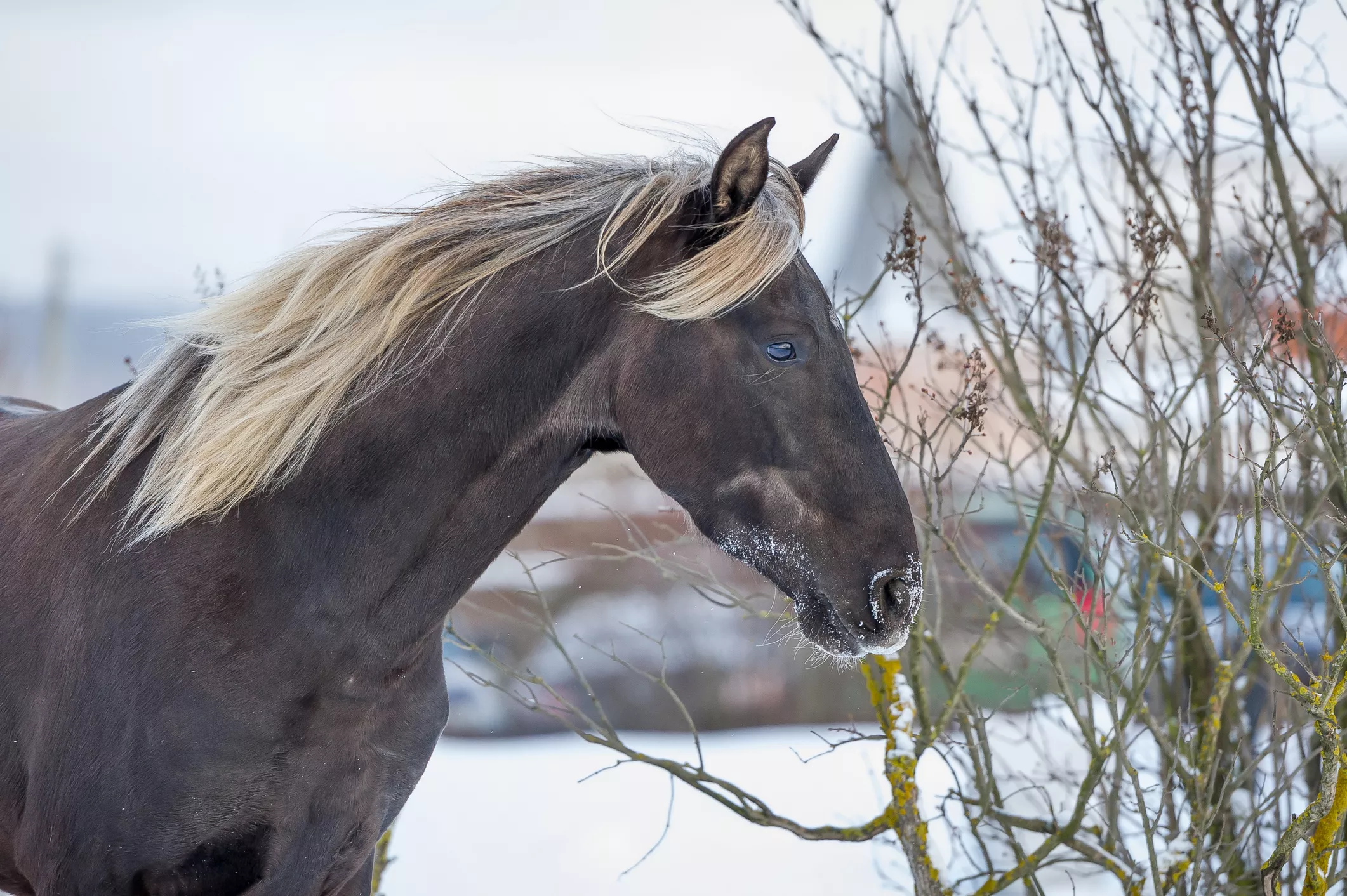 Rocky Mountain Horse in a pasture during winter