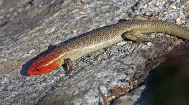 Lizards in Georgia