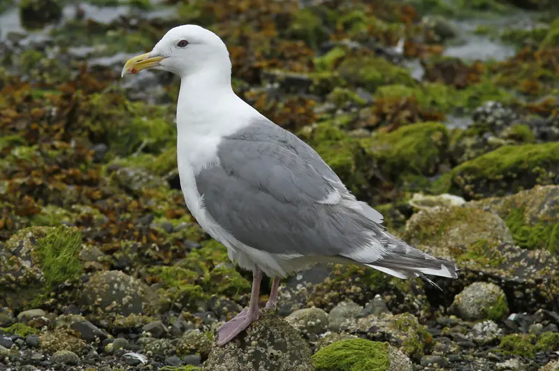 Gulls in Colorado
