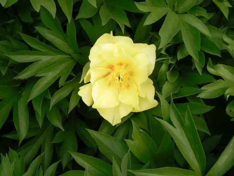 going-bananas-800x600-1 Yellow Peonies