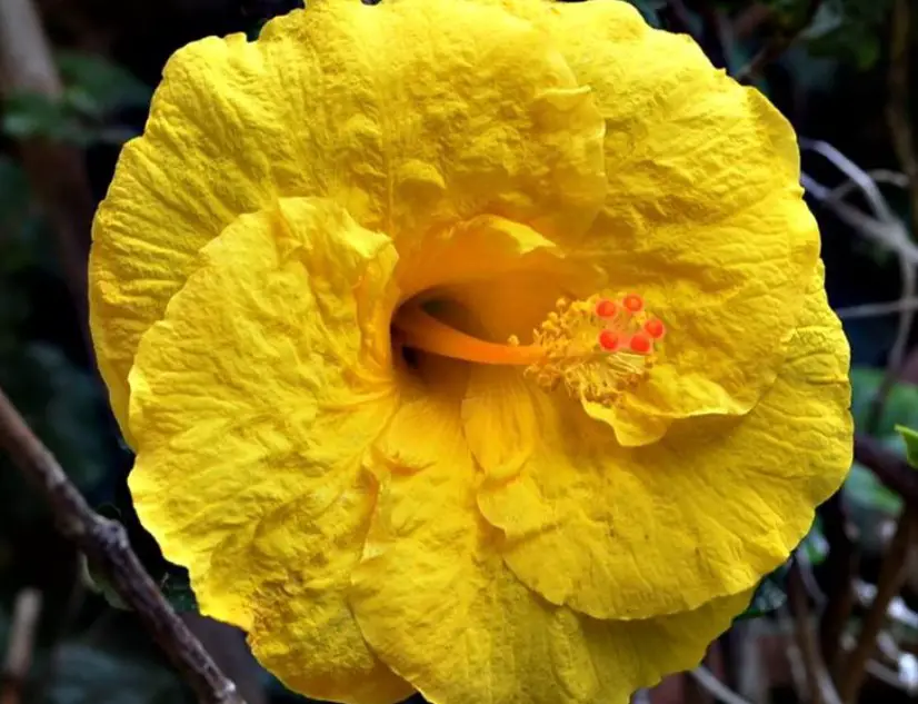 yellow hibiscus