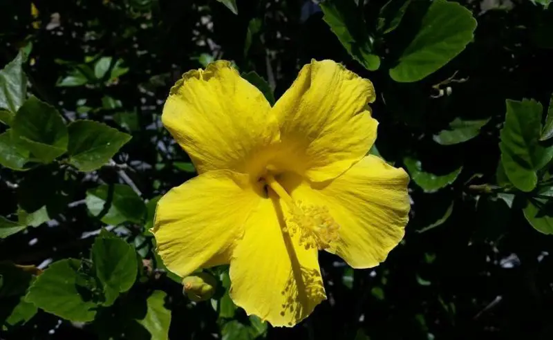 yellow hibiscus