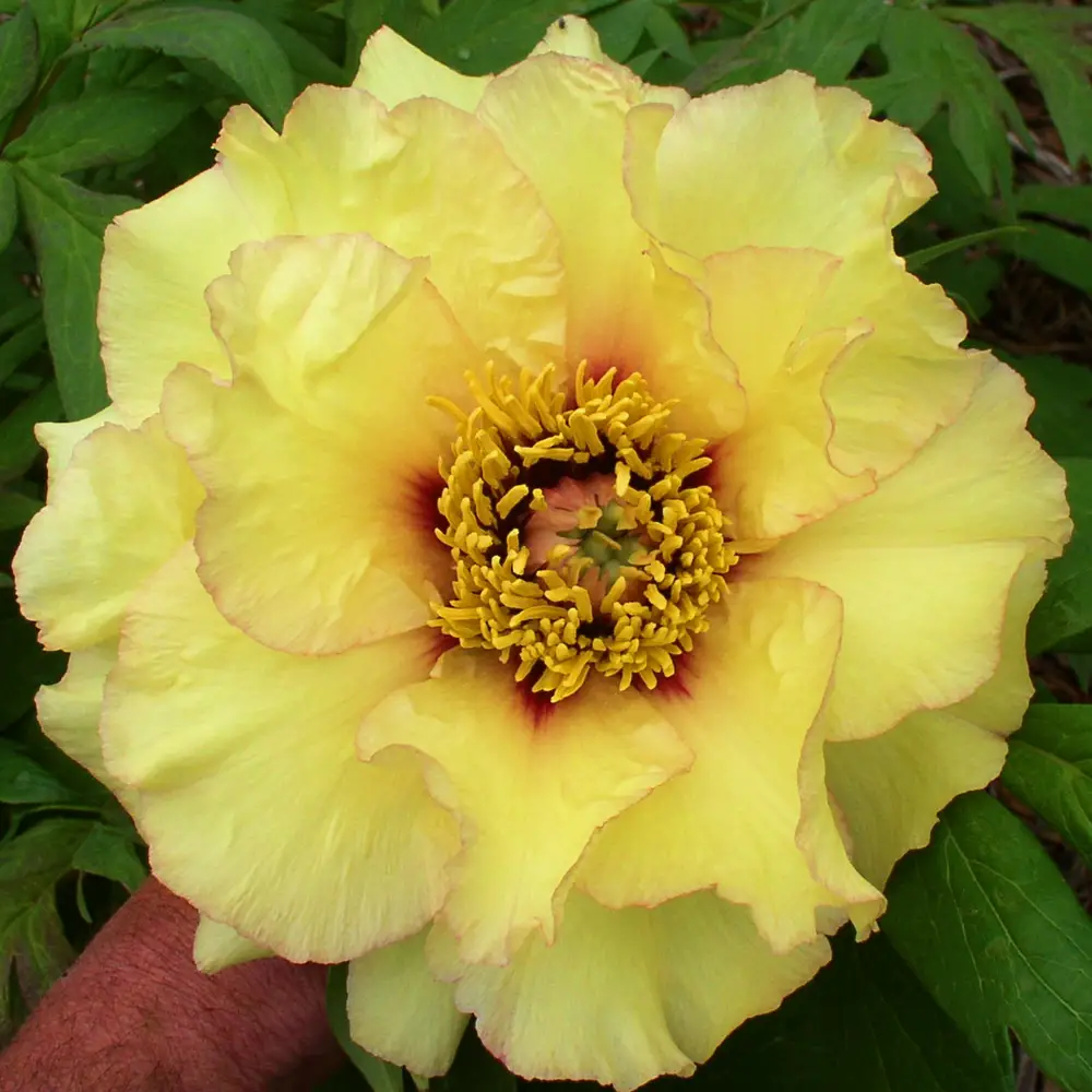 golden-era Yellow Peonies