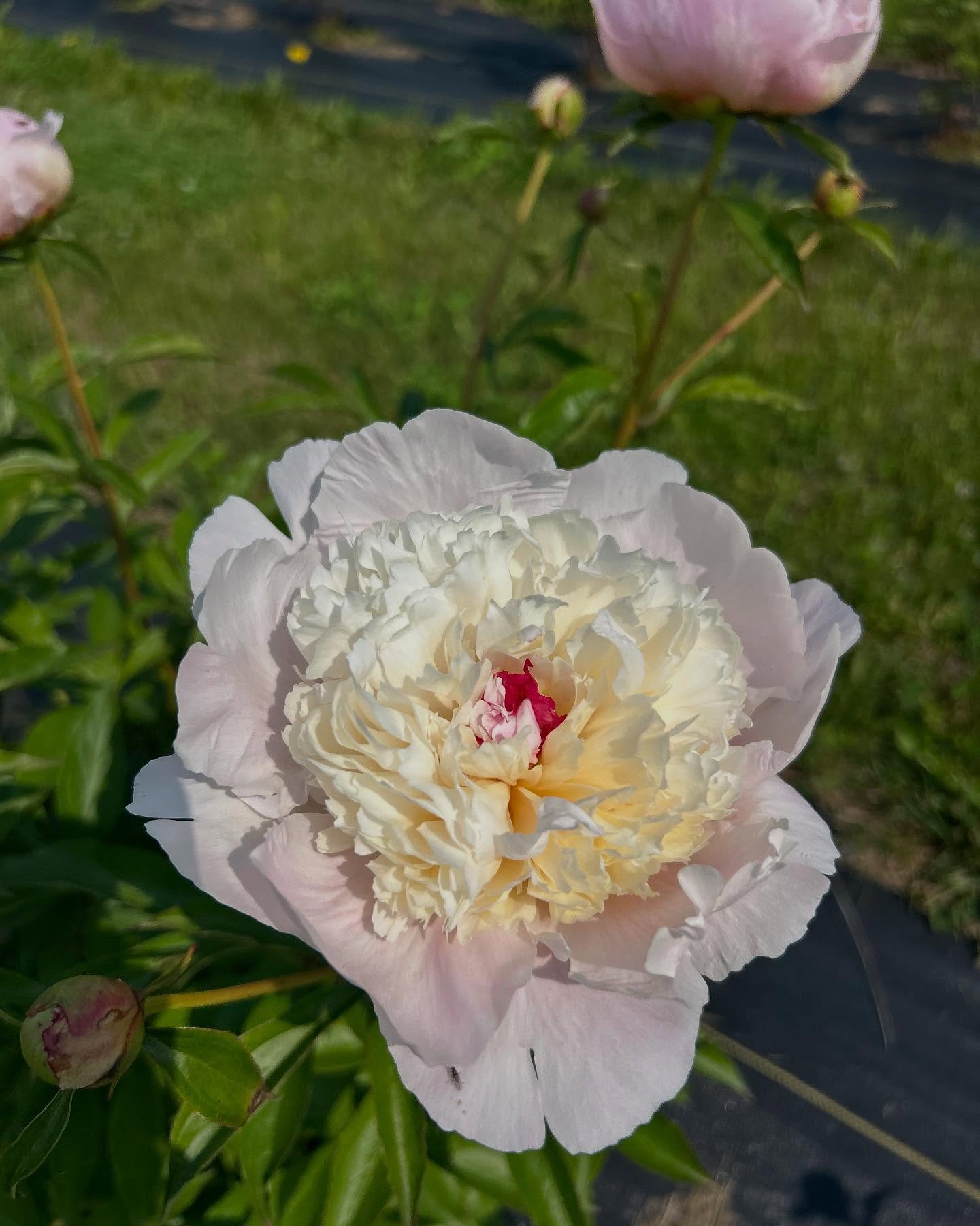 golden-light Yellow Peonies