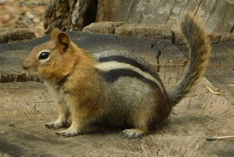 golden-mantled-ground-squirrel-callospermophilus-lateralis-800x539-1 Squirrels in Utah