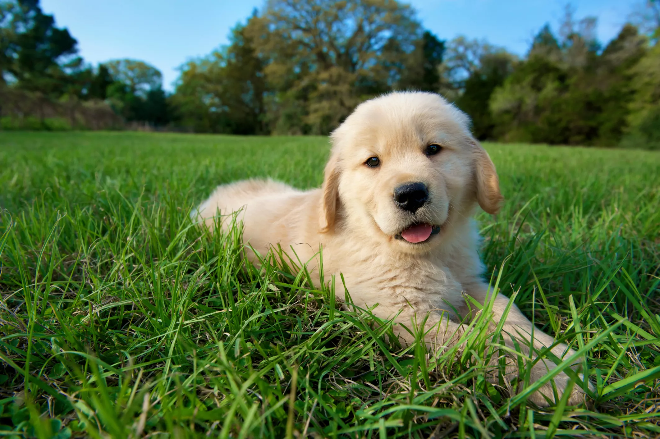 Golden Retriever Puppy