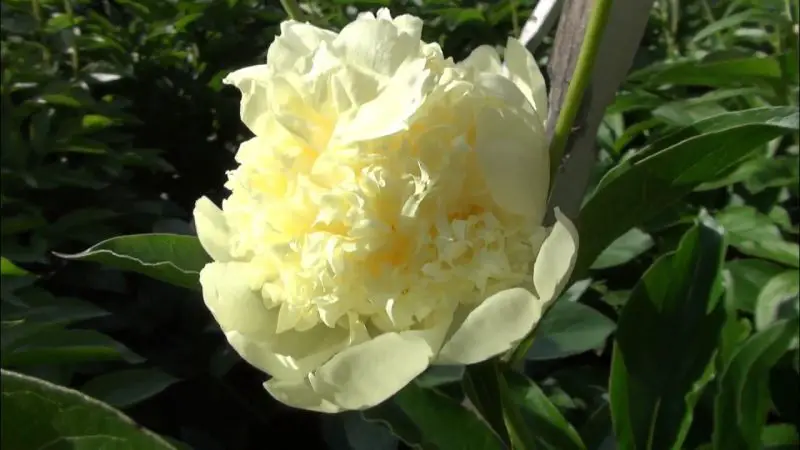goldilocks-800x450-1 Yellow Peonies