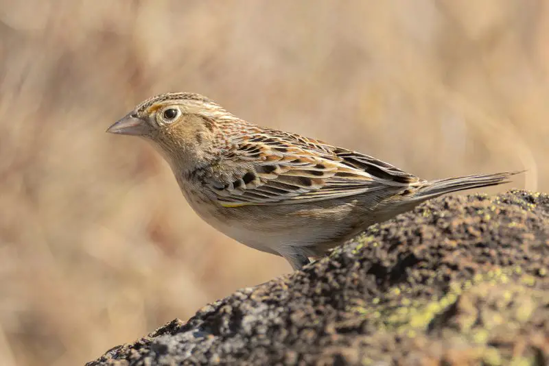 grasshopper-sparrow-ammodramus-savannarum-800x534-1 Sparrows in Texas