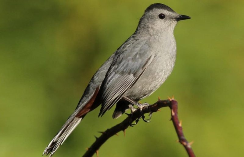 Common Birds in Pennsylvania