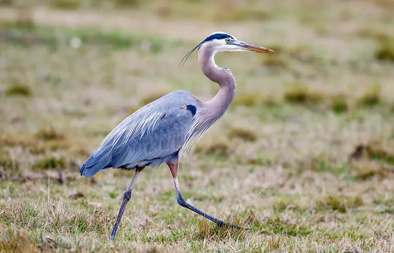 great-blue-heron Common Birds in Oklahoma