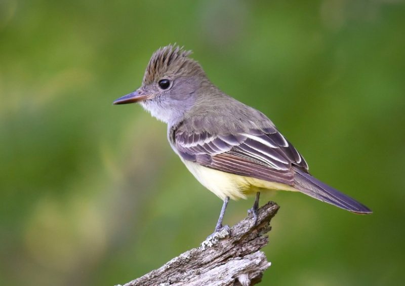 Common Birds in Pennsylvania
