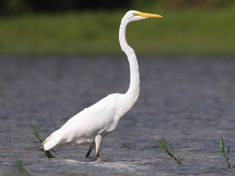 Egrets in Connecticut