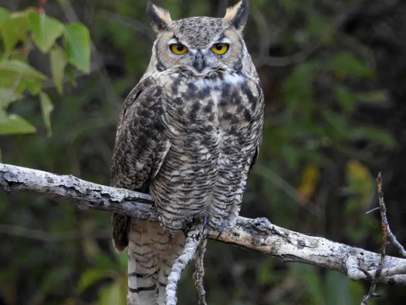 great-horned-owl-800x600-1 Common Birds in Oklahoma