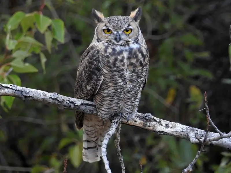 Owls in Virginia
