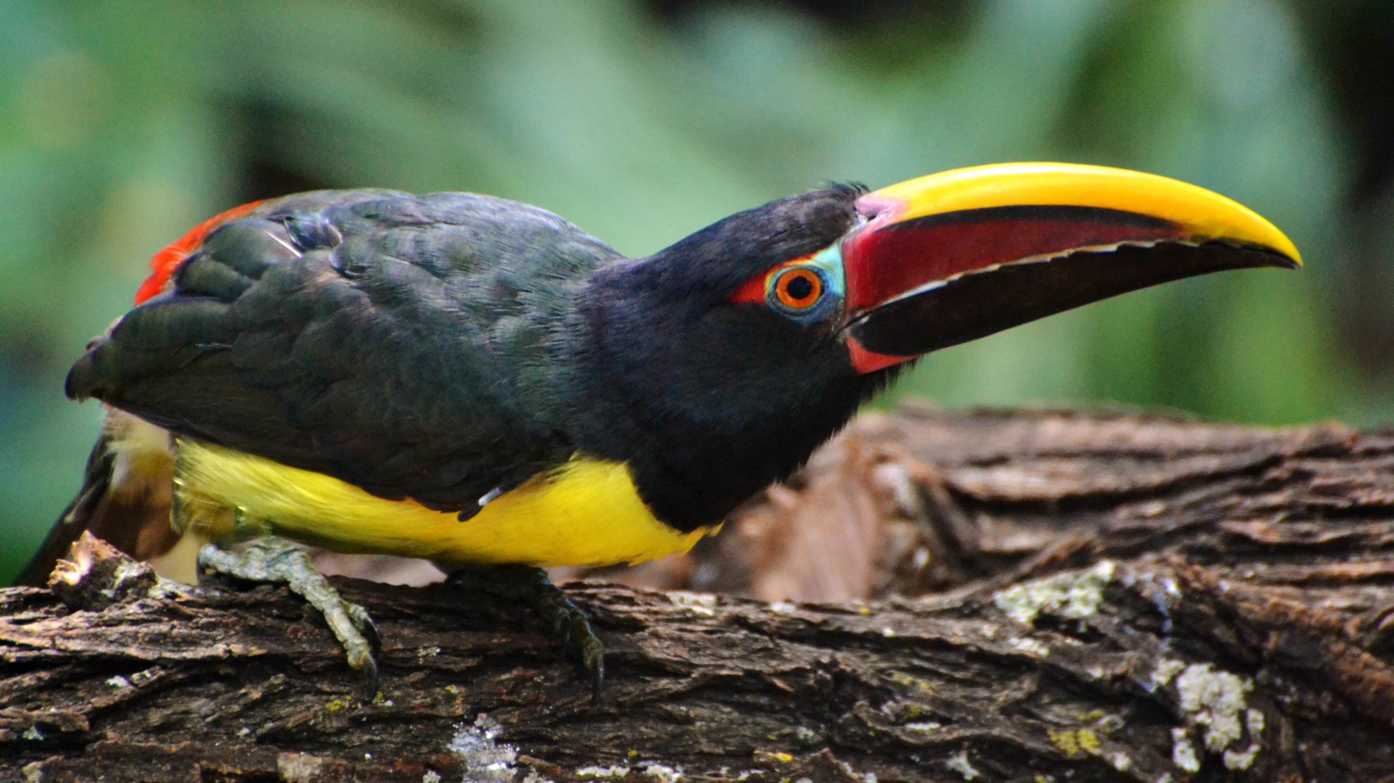 Green Aracari (Pteroglossus viridis)