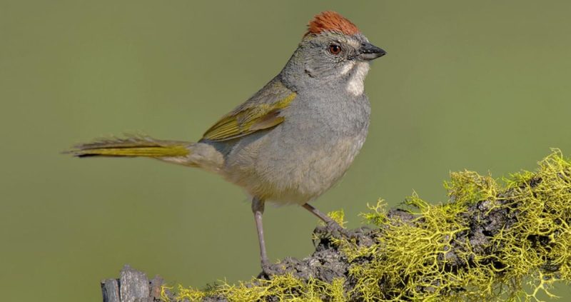 green-tailed-towhee-800x423-1 Sparrows in Texas