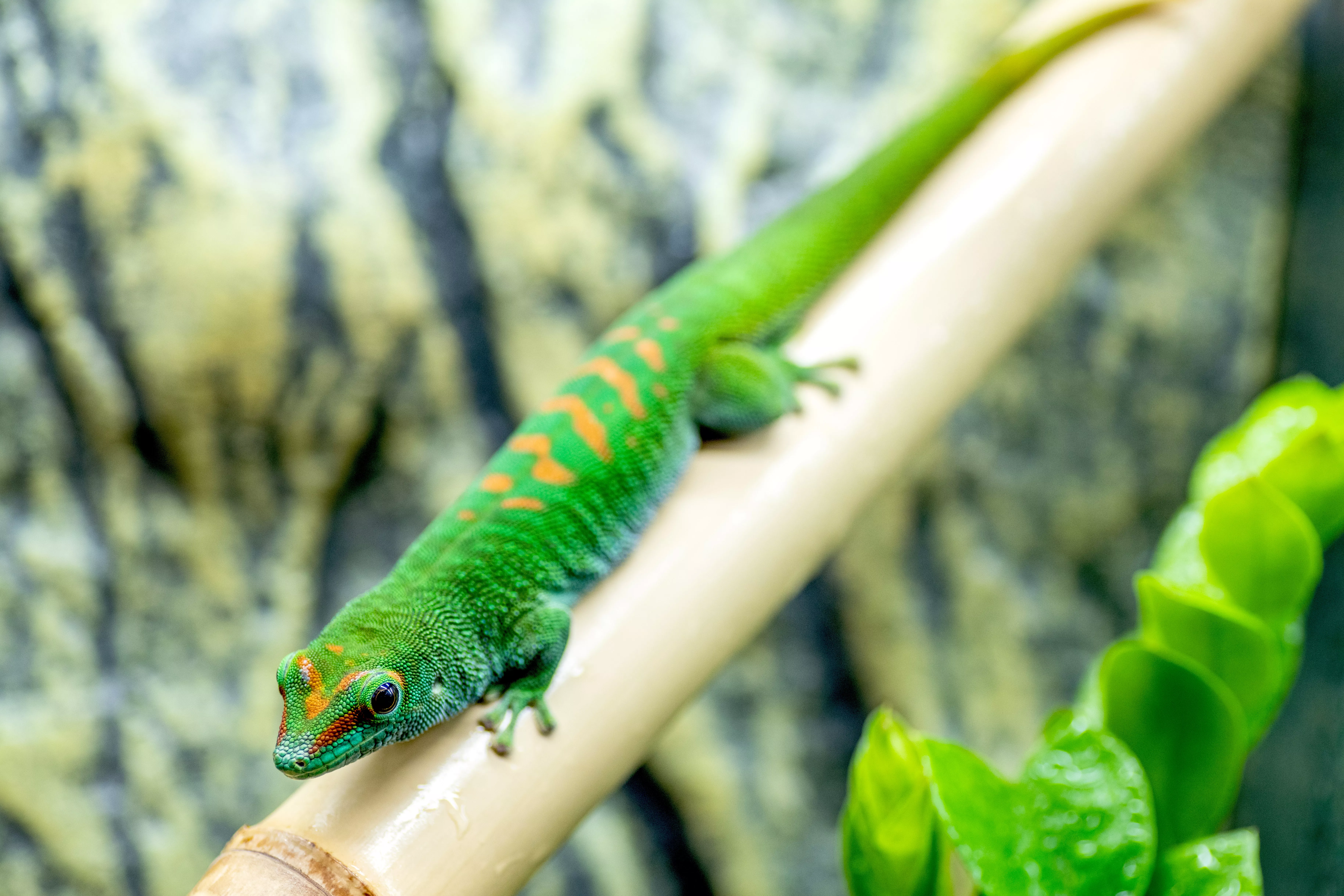 Bright green and orange gecko laying on bamboo pole