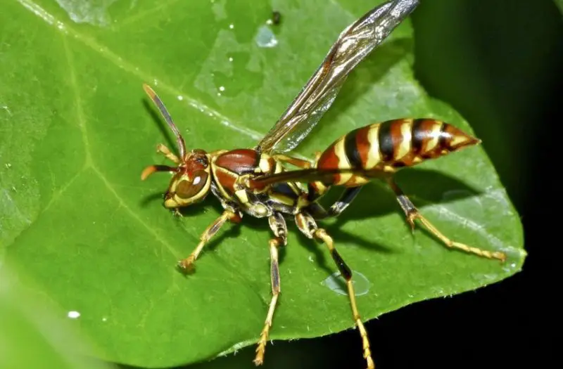 Wasps in Georgia