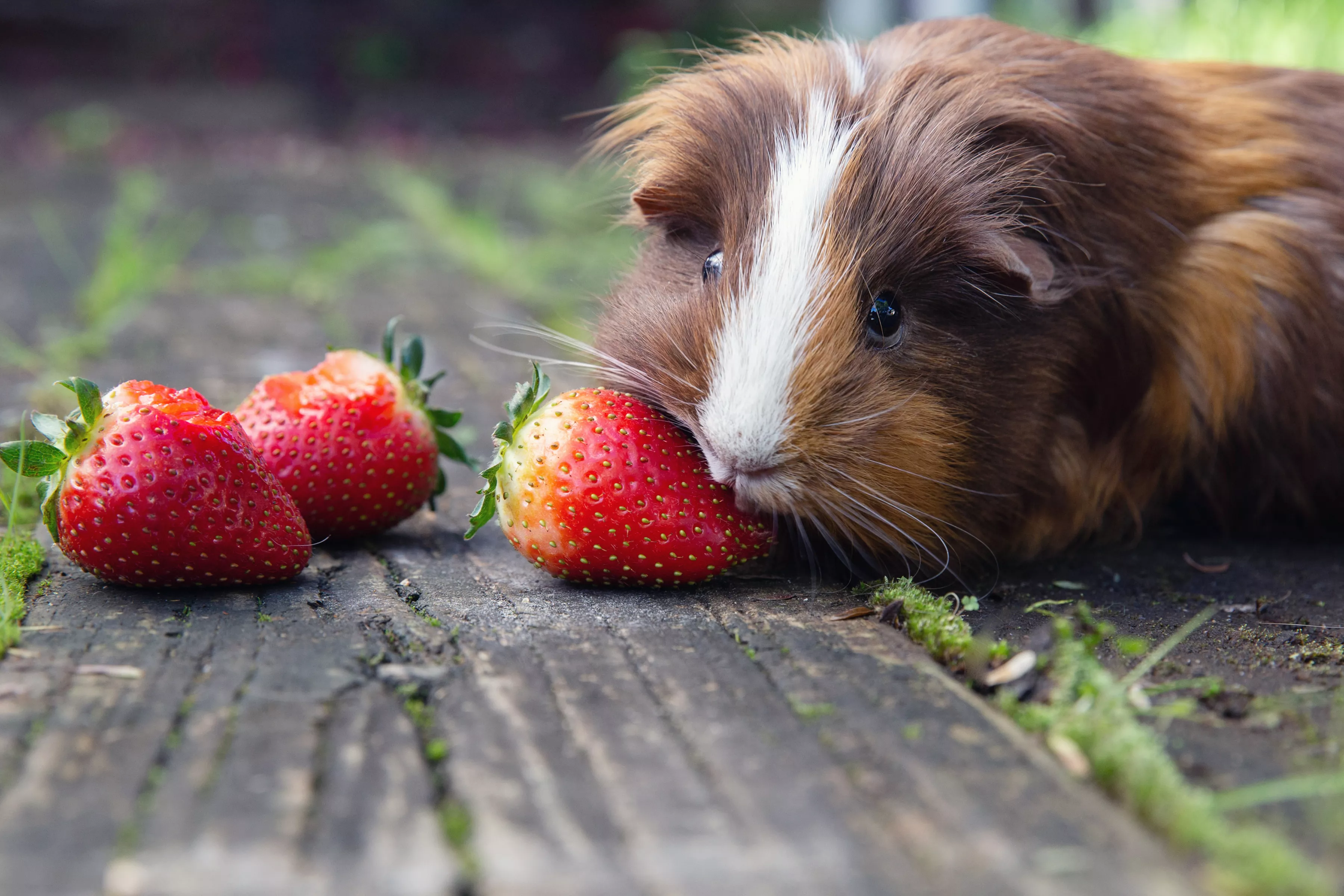 Guinea pig with brown and white hair eating strawberries on wooden surface