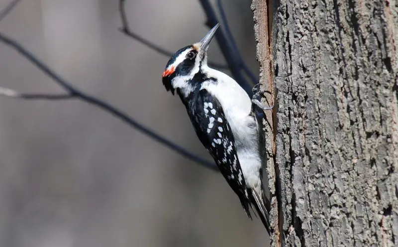 Common Birds in Pennsylvania