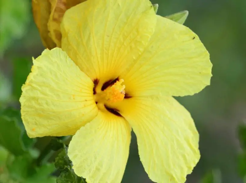 yellow hibiscus