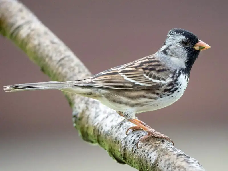 harriss-sparrow-zonotrichia-querula-800x600-1 Sparrows in Texas