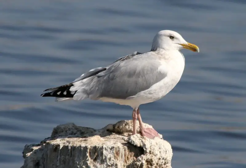 Gulls in Colorado