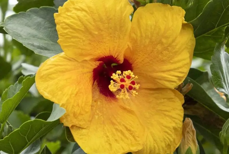 yellow hibiscus