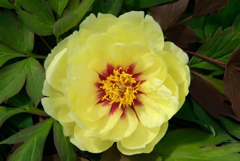 high-noon-800x535-1 Yellow Peonies
