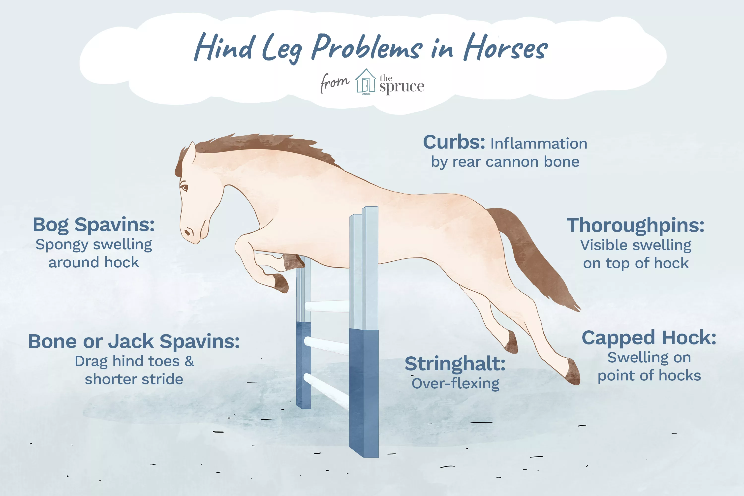 Hind Leg Problems in Horses