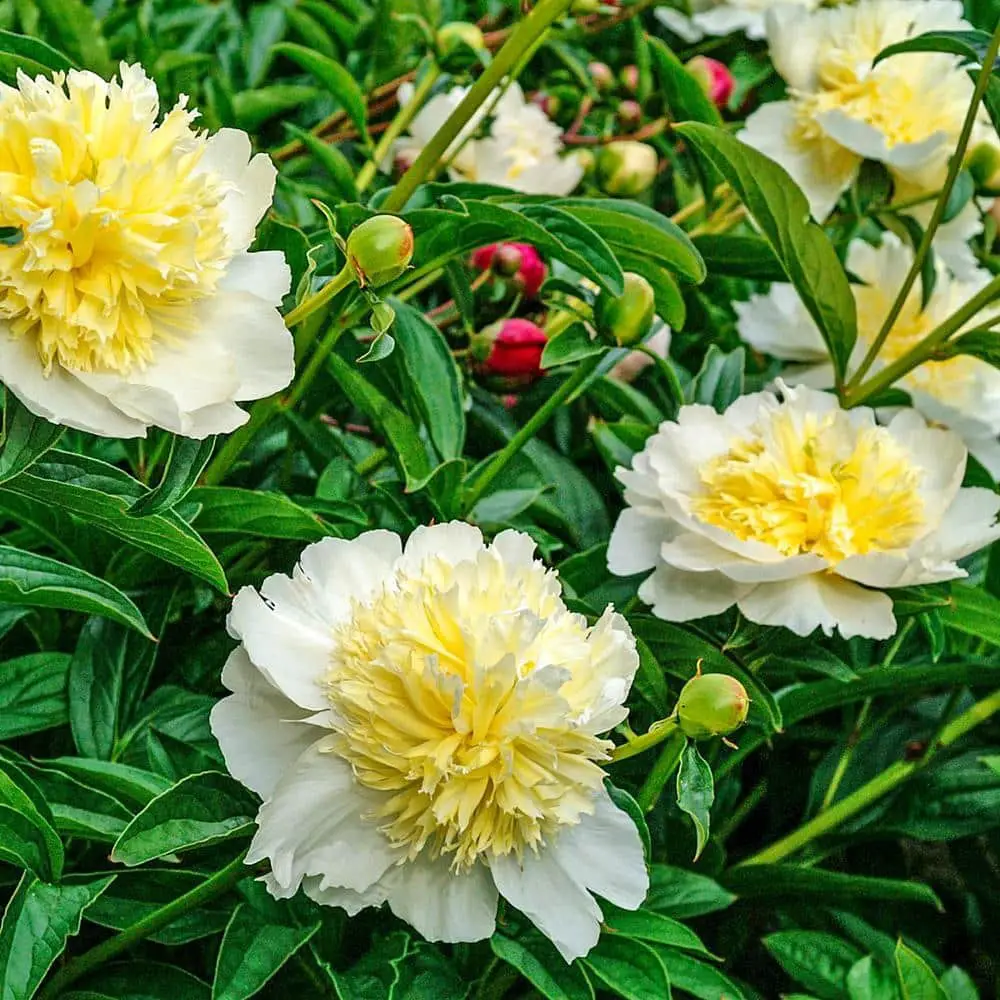 honey-gold Yellow Peonies