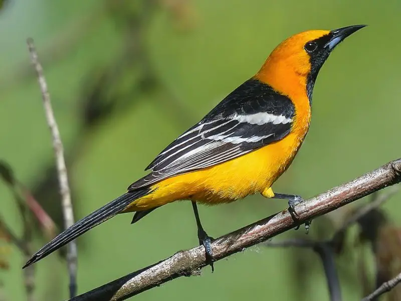 hooded-oriole-icterus-cucullatus-800x600-1 Blackbirds in Arizona