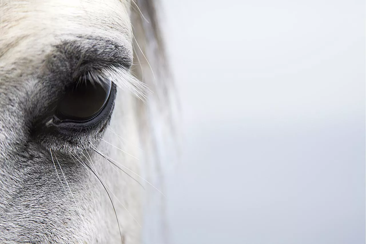 Horse eye