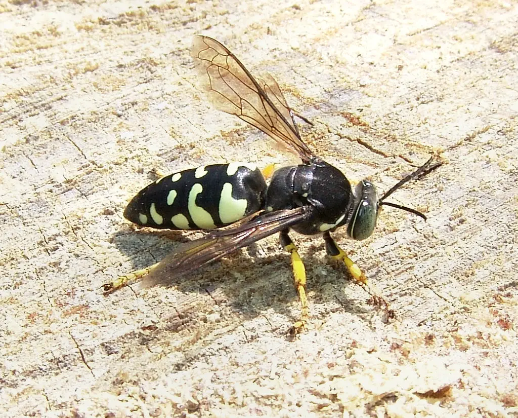Wasps in Georgia