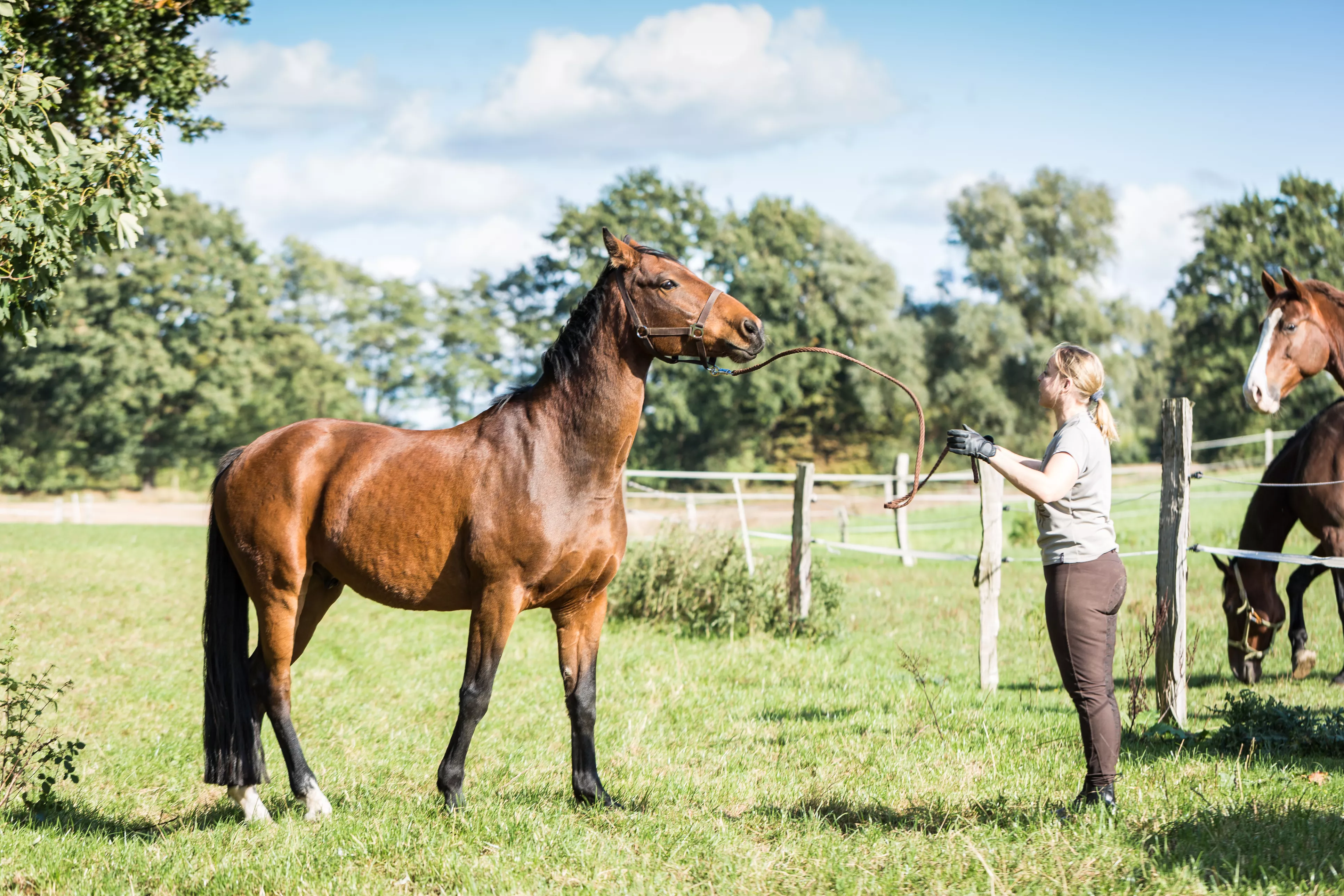 Gelding horse with owner