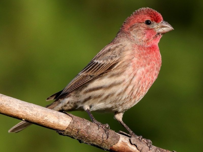 Common Birds in Pennsylvania