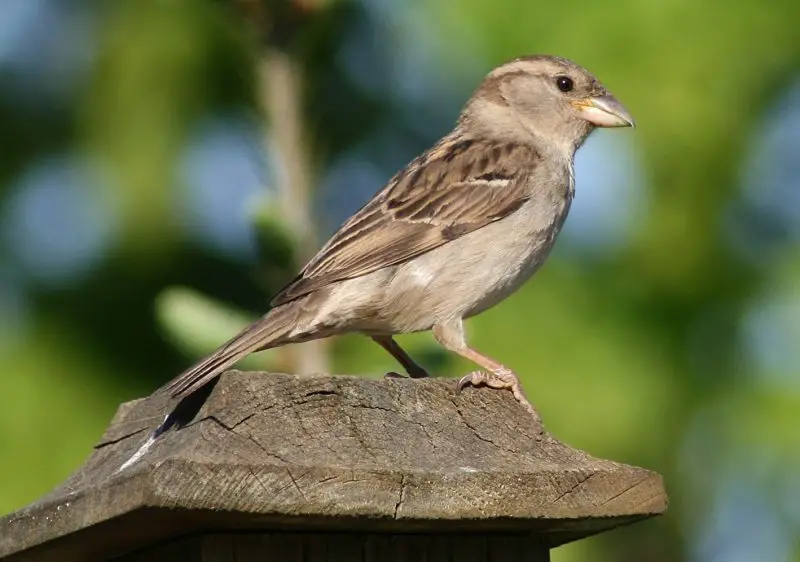 house-sparrow-800x562-1-1 Common Birds in Oklahoma