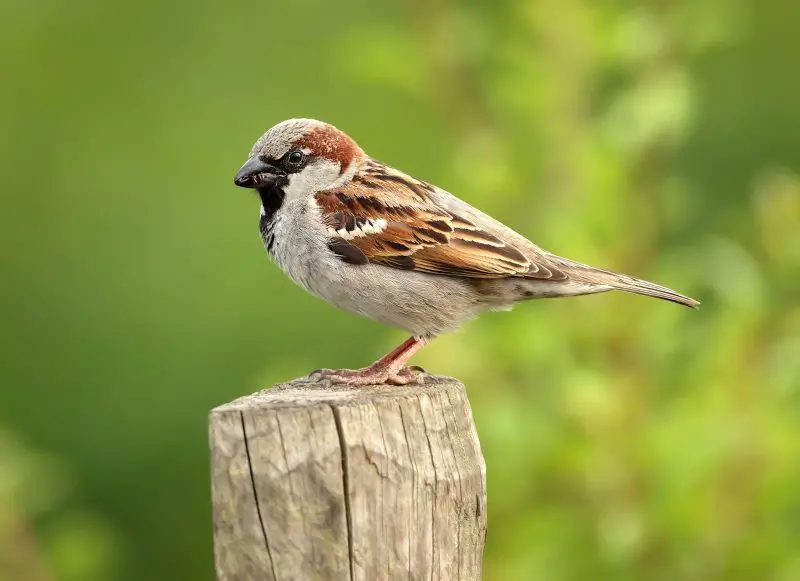 Common Birds in Pennsylvania