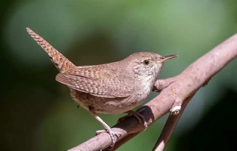 Wrens in Michigan