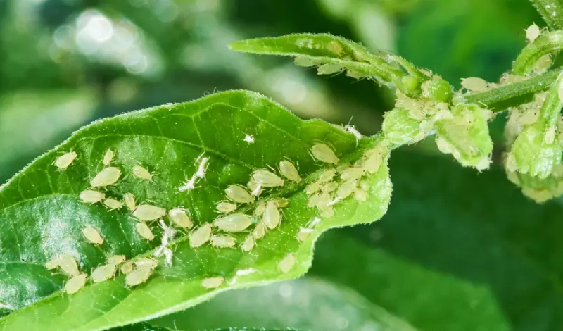 how-to-get-rid-of-aphids-800x470-2 How to Get Rid of Aphids