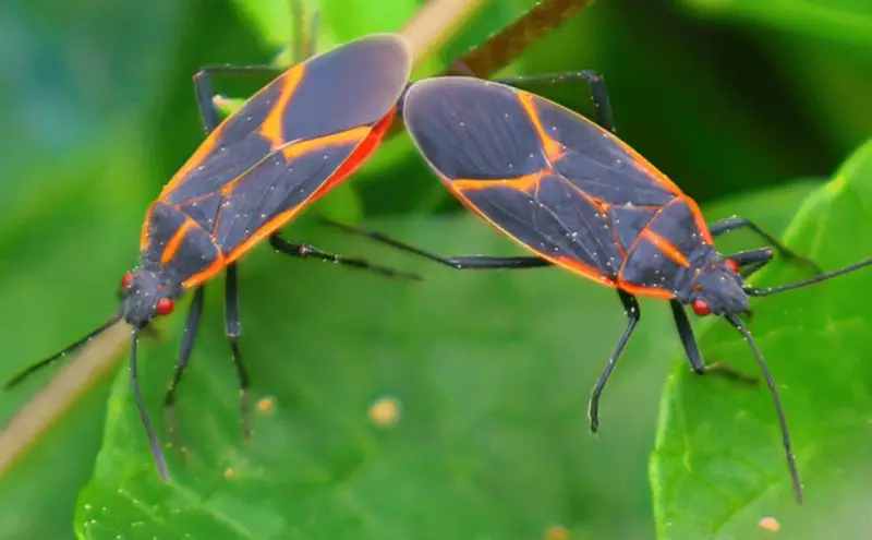 how-to-get-rid-of-boxelder-bugs-800x495-2 How to Get Rid of Boxelder Bugs